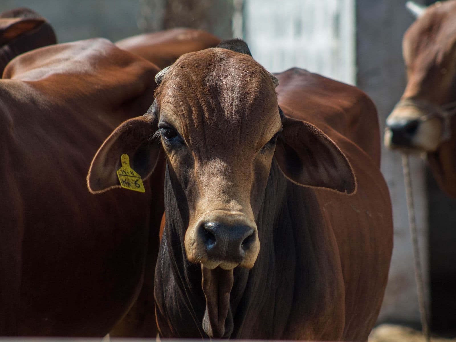 Indian dairy cattle at a farm