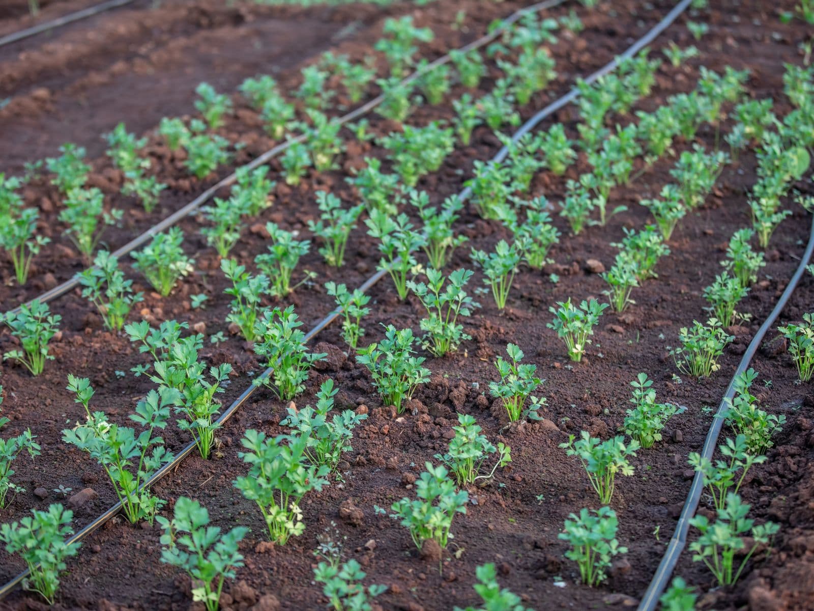 Black HDPE drip-irrigation lines running through a field