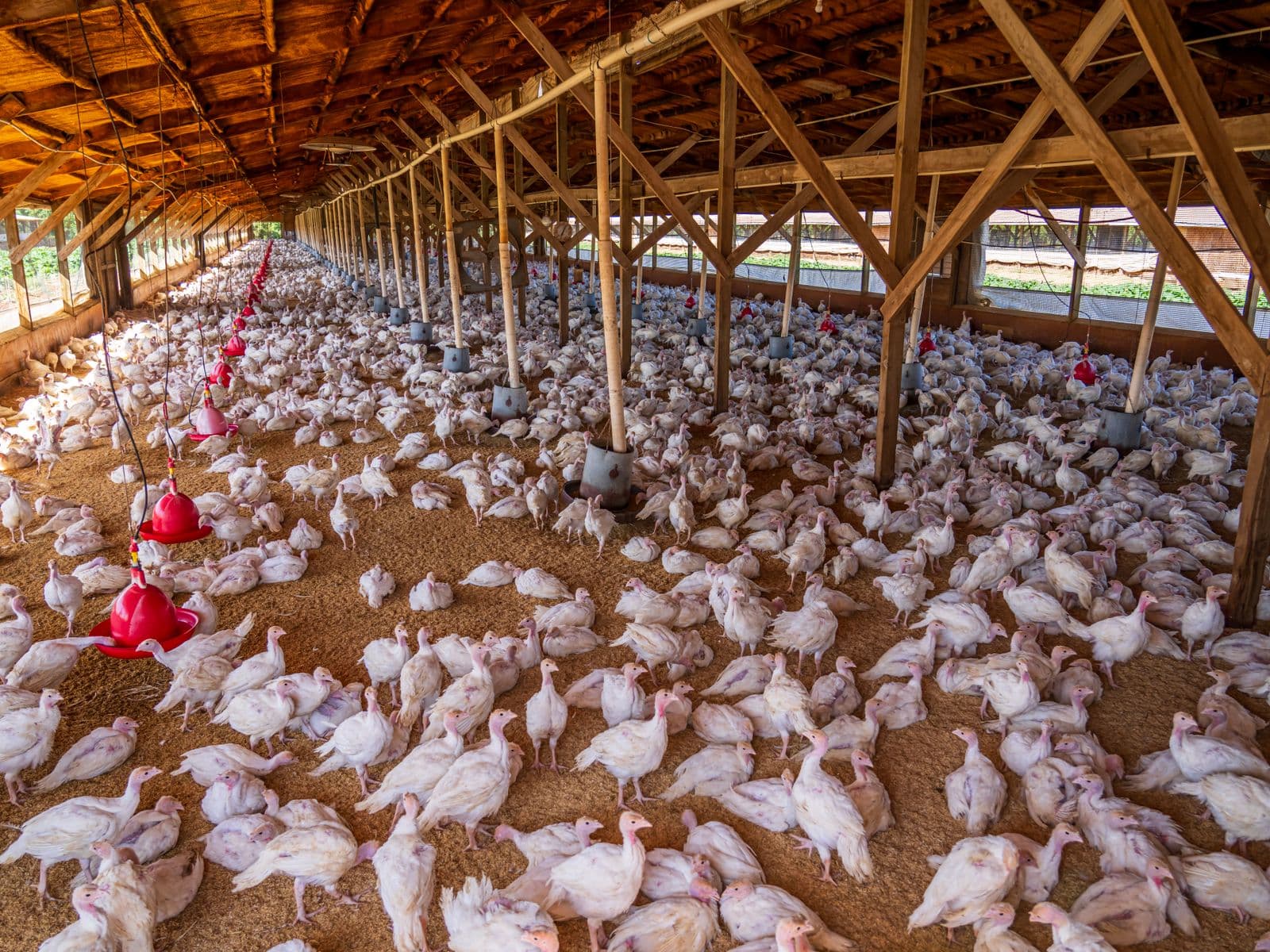 Commercial broiler poultry farm interior