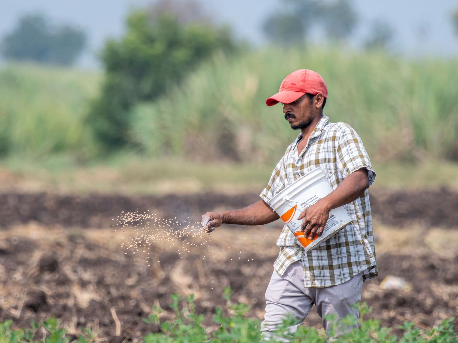 Indian farmer broadcasting seeds by hand in a field